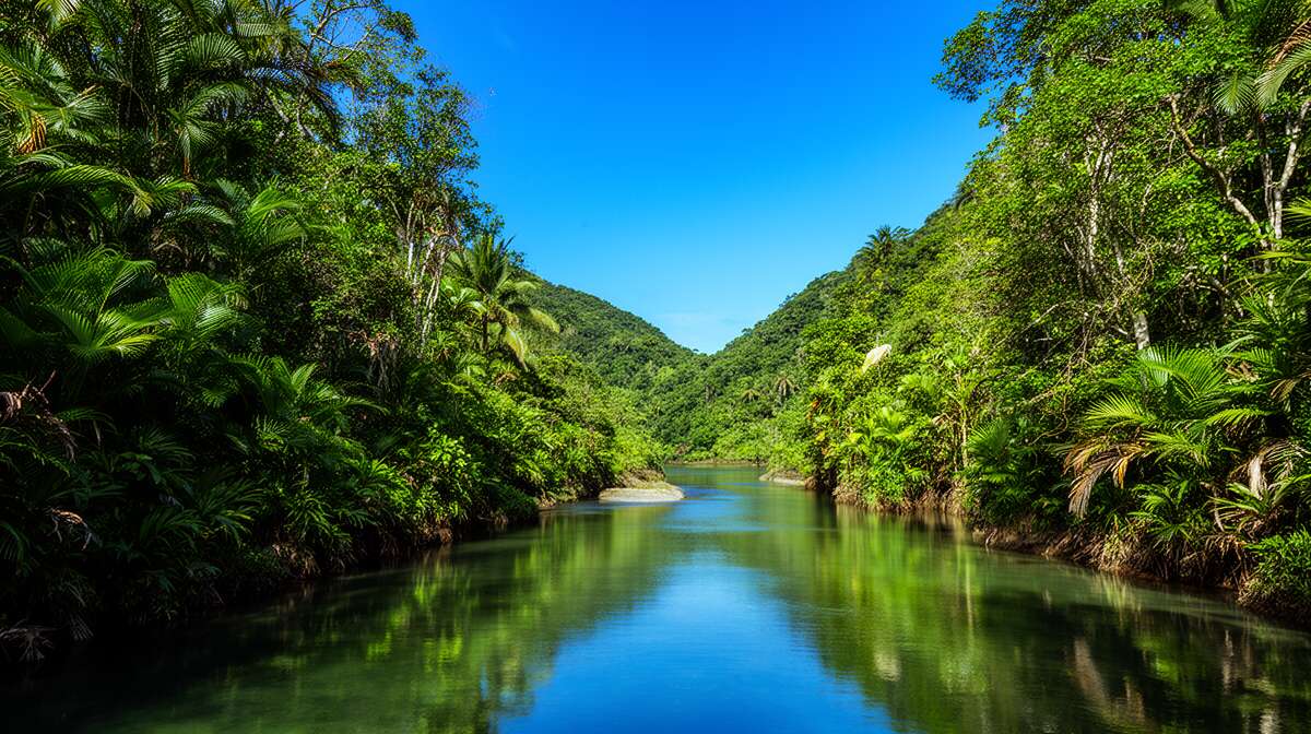 Le fleuve urauchi : une immersion dans la jungle luxuriante