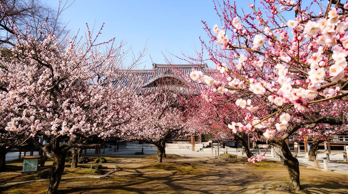 La floraison des pruniers au sanctuaire kitano tenmangu