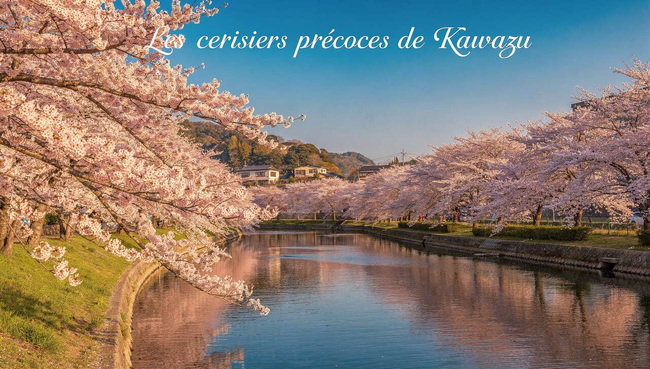 Les cerisiers précoces de kawazu : un spectacle à ne pas manquer Les cerisiers précoces de kawazu : un spectacle à ne pas manquer