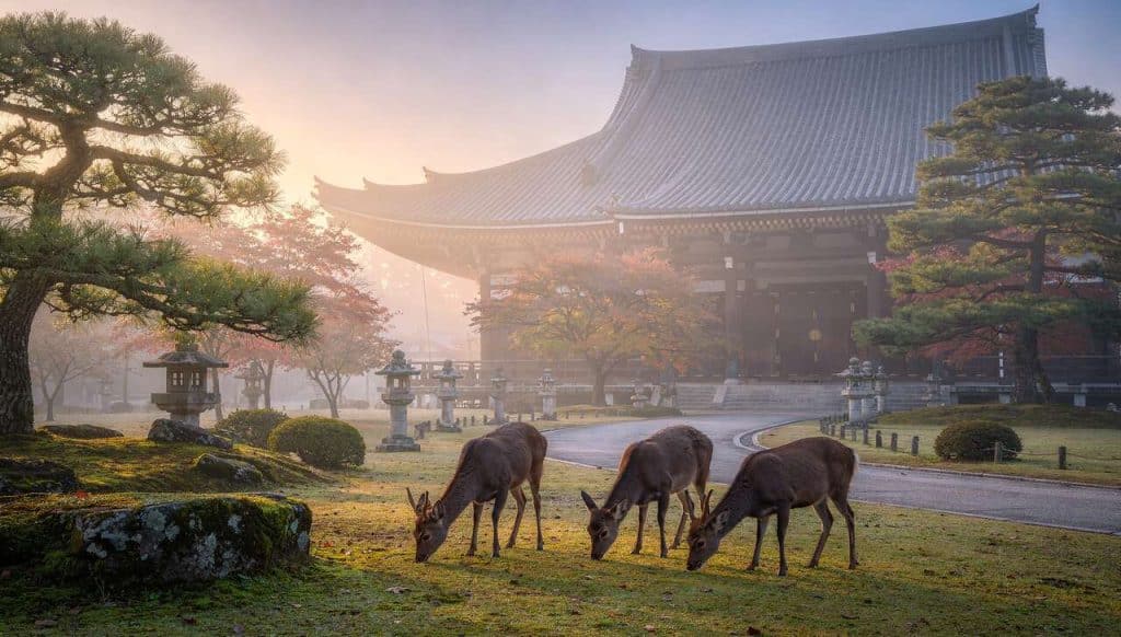 Visiter Nara en 1 Jour : découverte du Japon