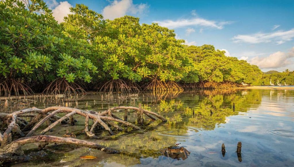 Forêt de mangroves de shimajiri à miyako-jima, okinawa : un trésor naturel à découvrir
