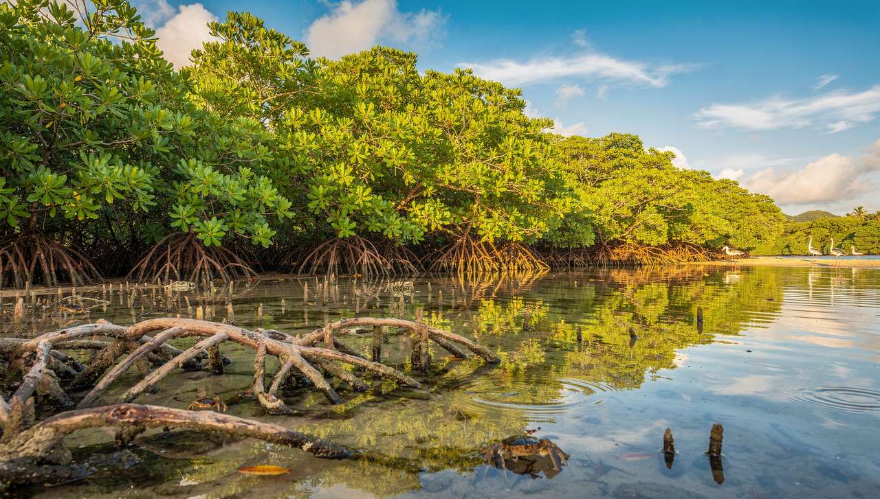 Forêt de mangroves de shimajiri à miyako-jima, okinawa : un trésor naturel à découvrir
