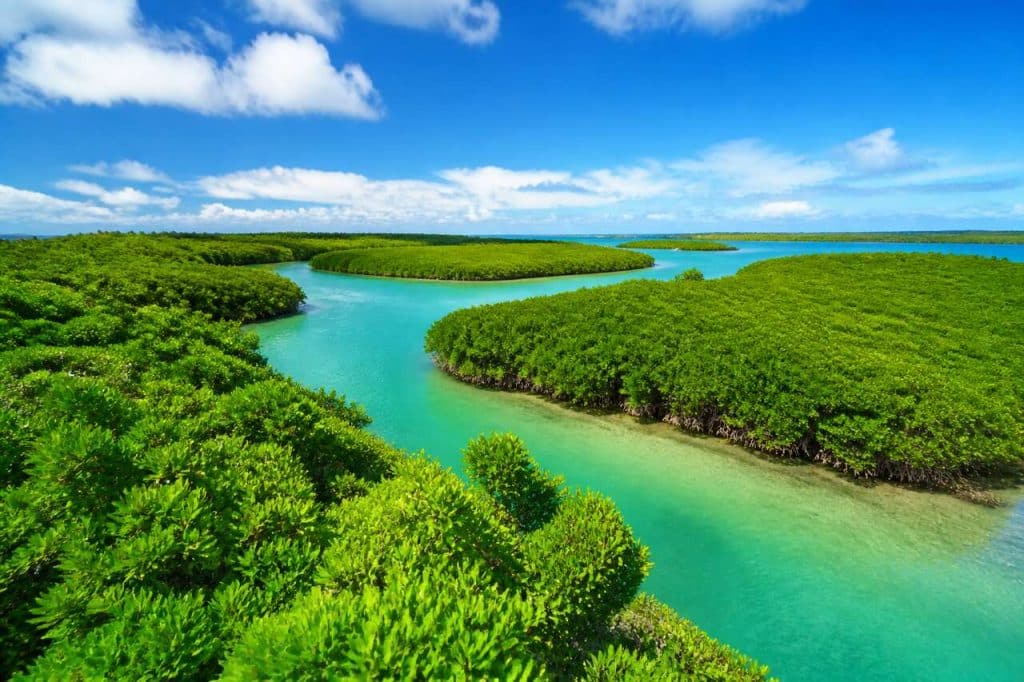 Forêt de mangroves de shimajiri à miyako-jima, okinawa : un trésor naturel à découvrir